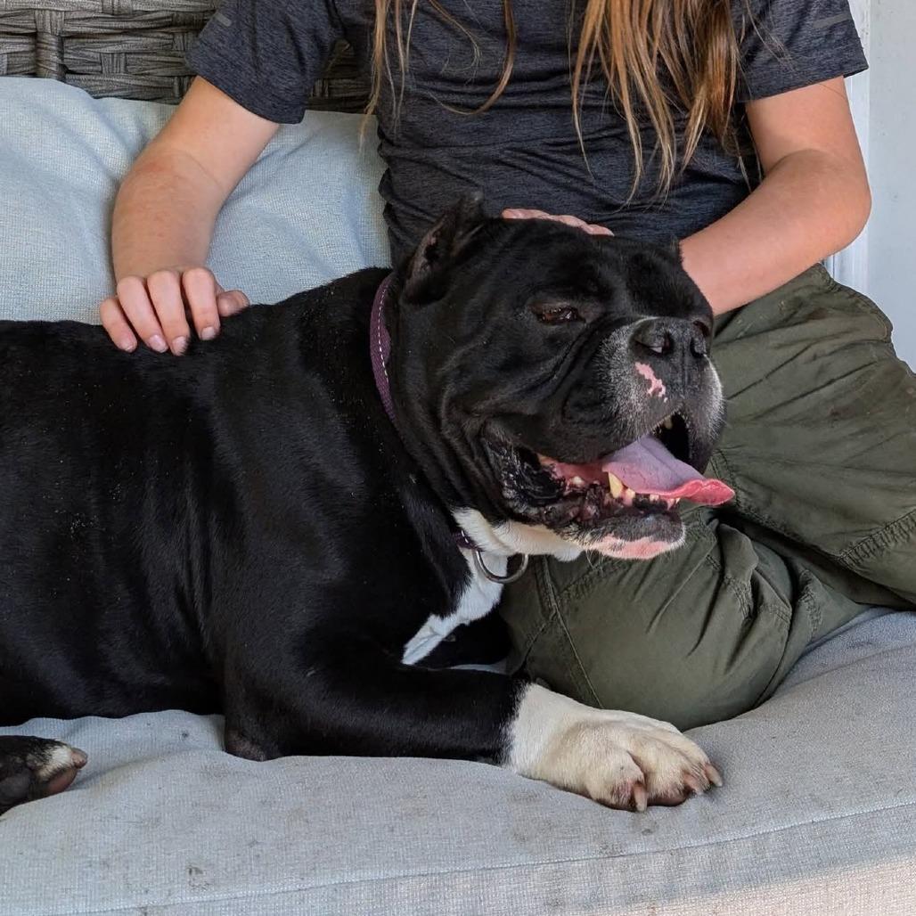 Enlarge Big Boy Ford, a Adoptable American Bulldog in Victoria, BC image 3/6