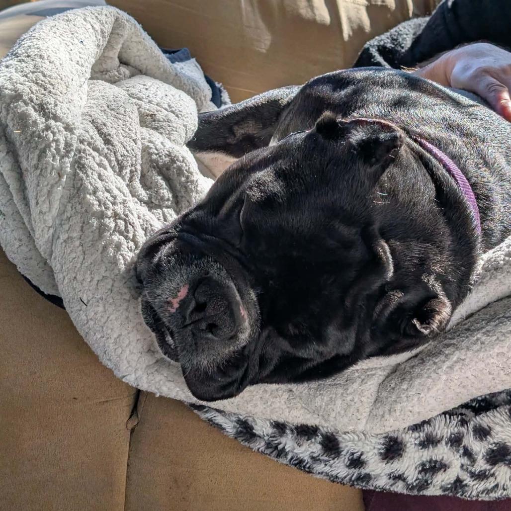 Enlarge Big Boy Ford, a Adoptable American Bulldog in Victoria, BC image 4/6