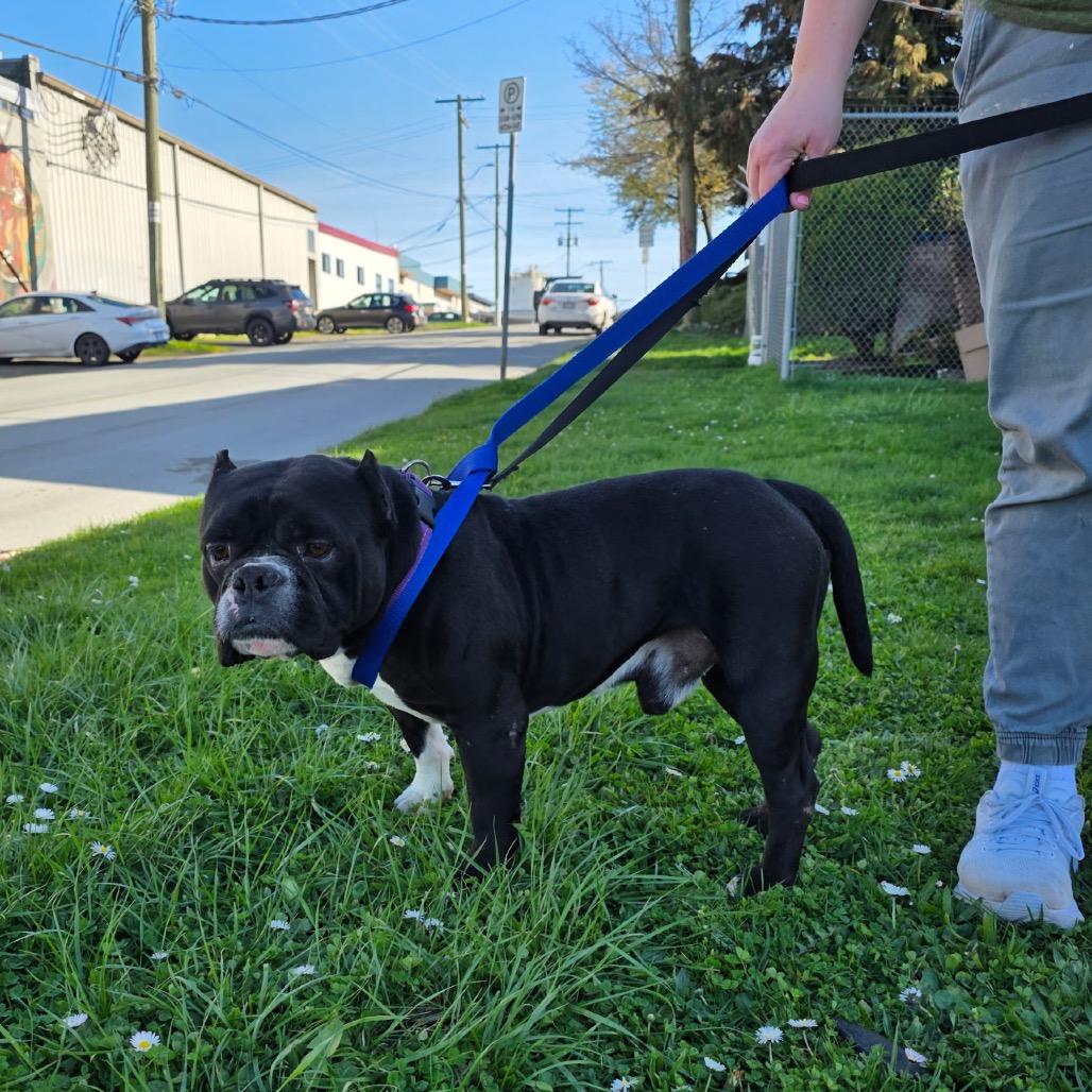 Enlarge Big Boy Ford, a Adoptable American Bulldog in Victoria, BC image 5/6