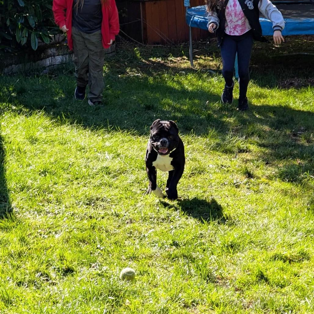 Enlarge Big Boy Ford, a Adoptable American Bulldog in Victoria, BC image 6/6