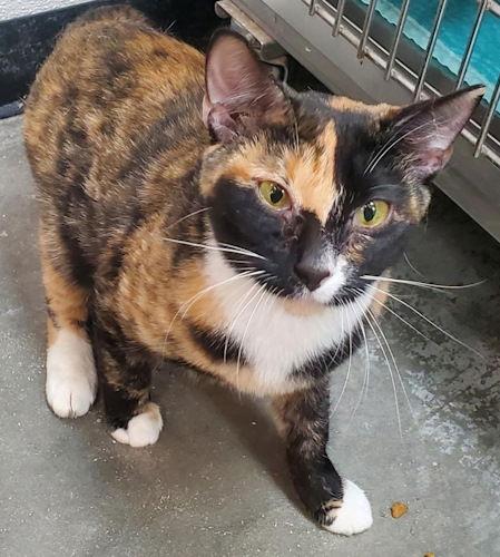 Ramona - Petsmart Plantation, Adopted, Adult Female Domestic Short Hair.