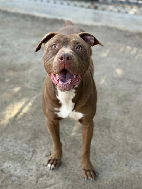 Enlarge TOD, a Adoptable mixed breed in Riverside, CA image 1/1