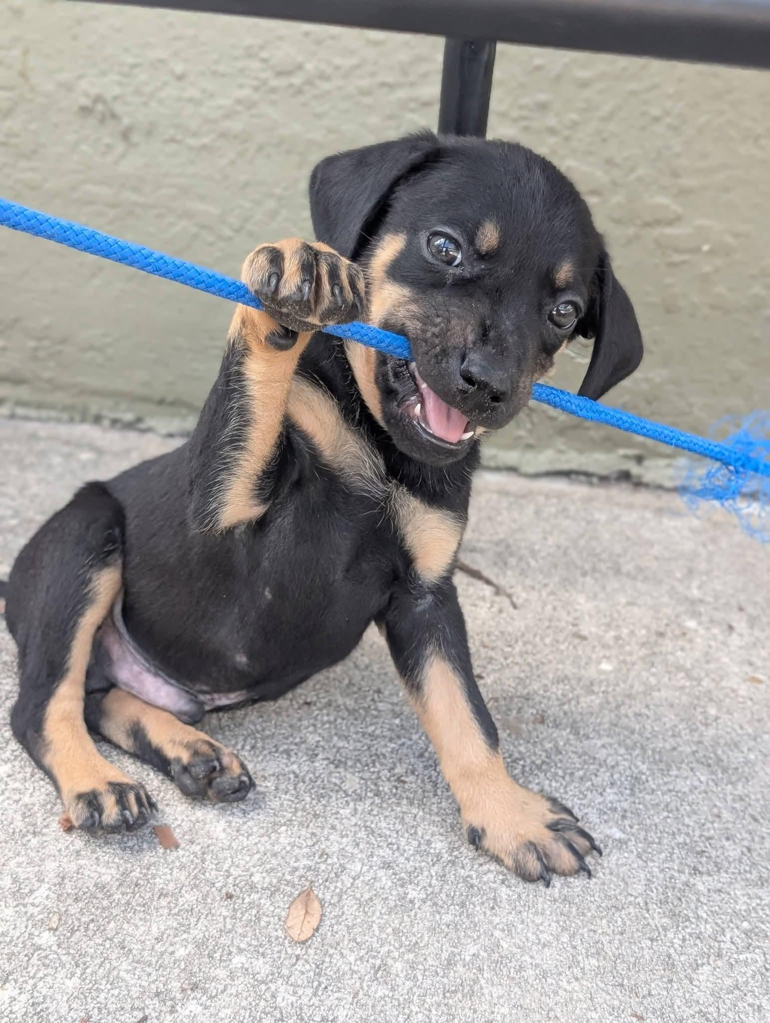 Bonito , a ADOPTABLE mixed breed in Weeki Wachee, FL image 5/6