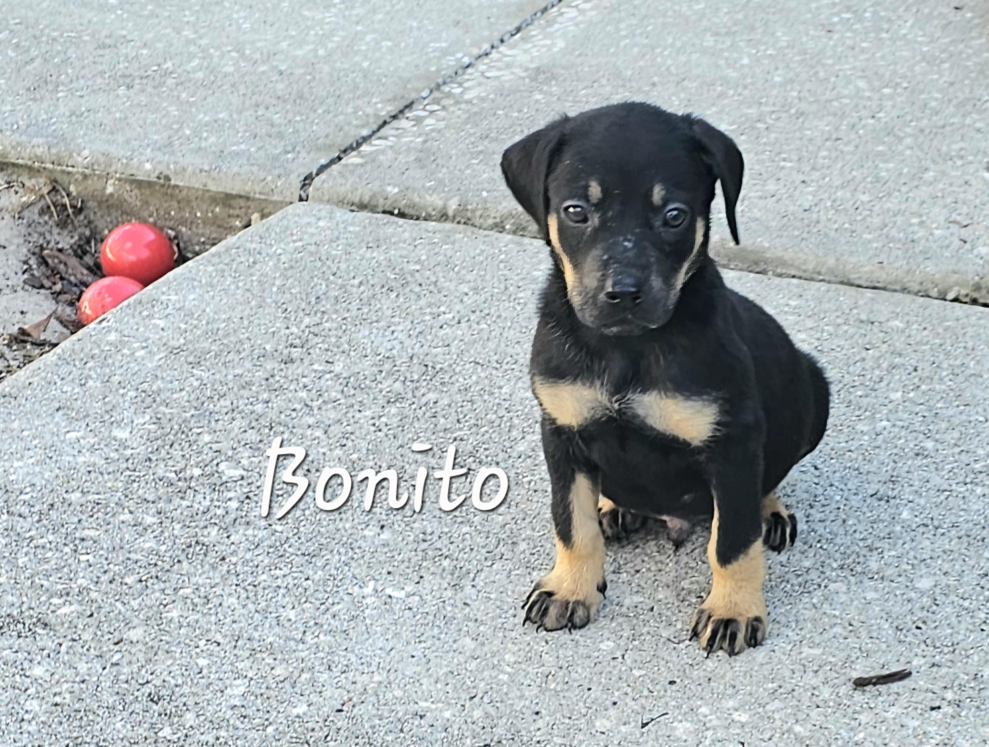 Bonito , ADOPTABLE, Puppy Male Black Labrador Retriever & German Shepherd Dog.