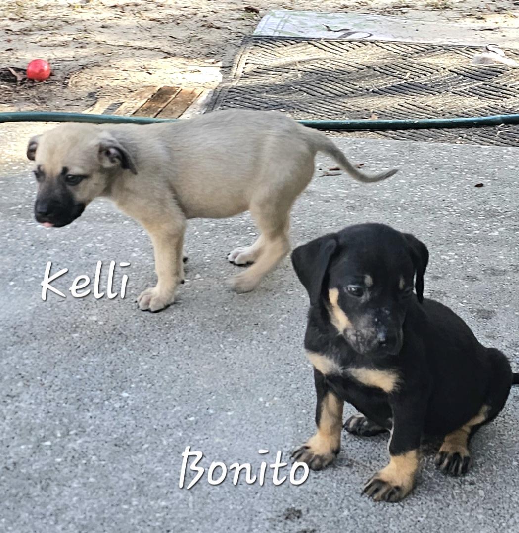 Bonito , a ADOPTABLE mixed breed in Weeki Wachee, FL image 3/6