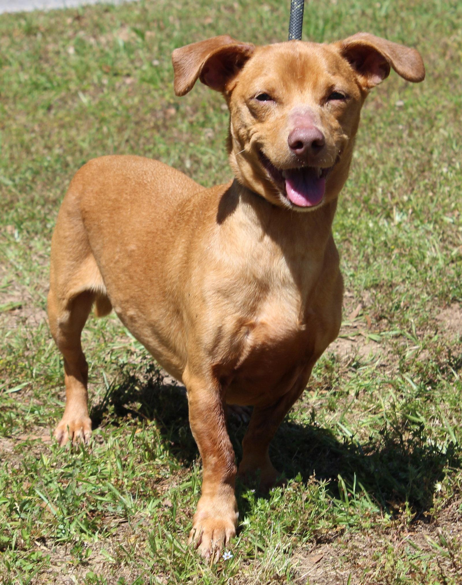 Enlarge Buster 43298, a Adopted Dachshund in Prattville, AL image 1/3