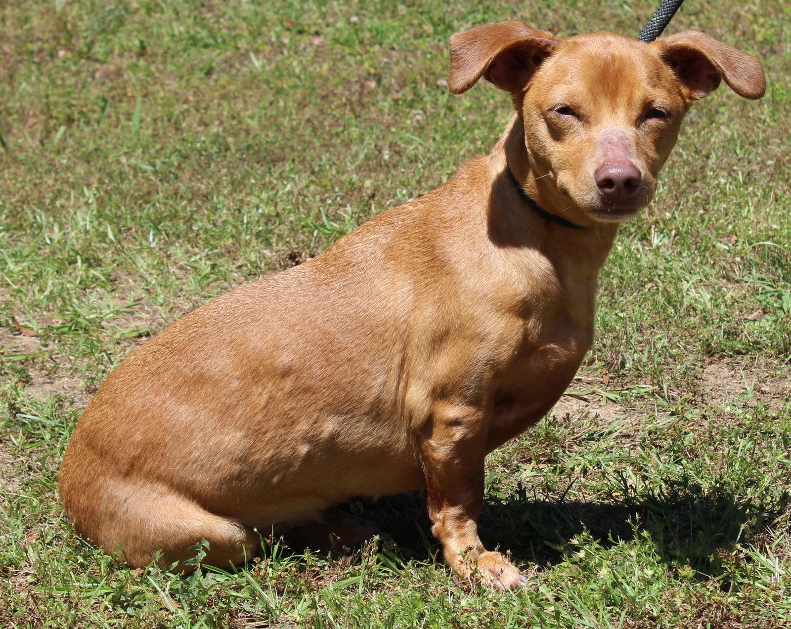 Enlarge Buster 43298, a Adopted Dachshund in Prattville, AL image 2/3