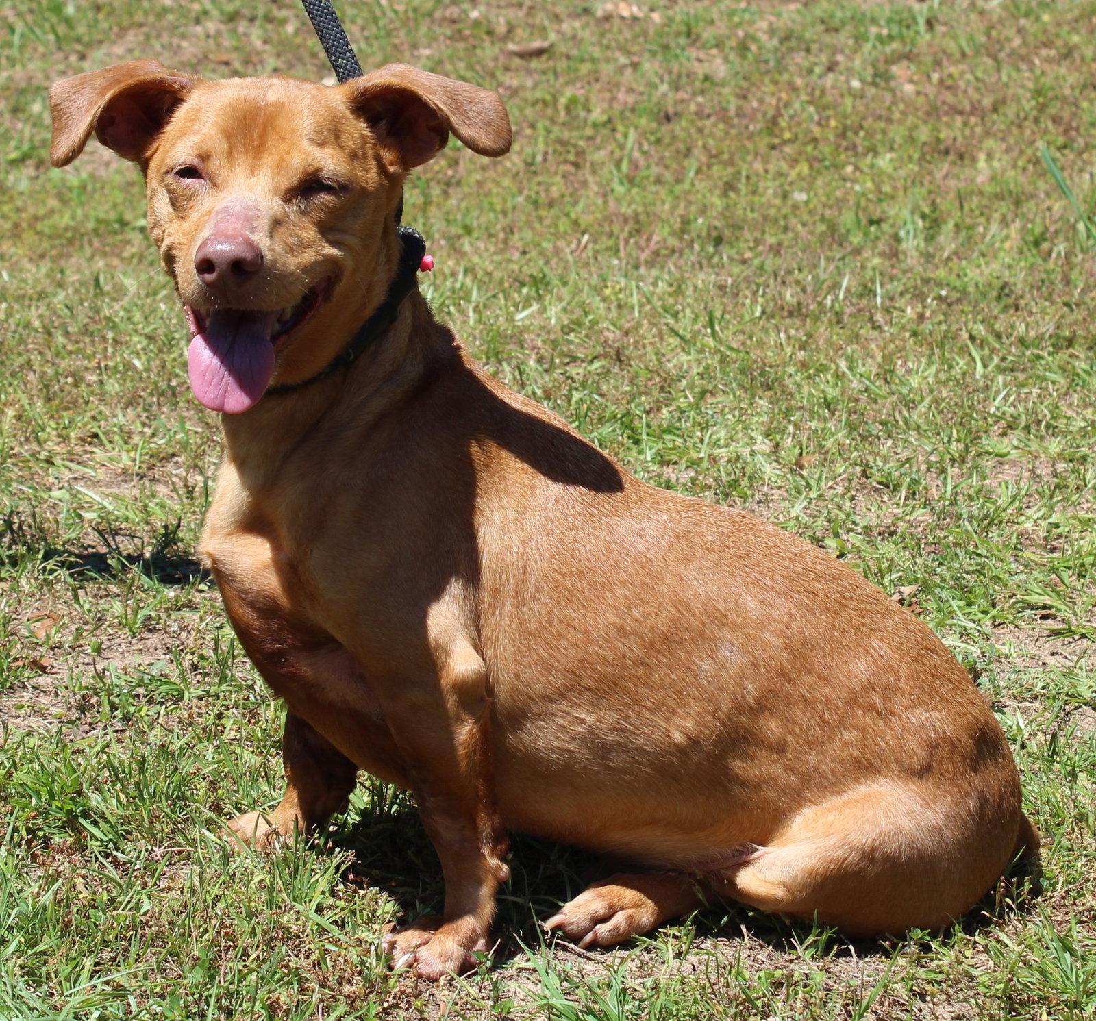 Enlarge Buster 43298, a Adopted Dachshund in Prattville, AL image 3/3