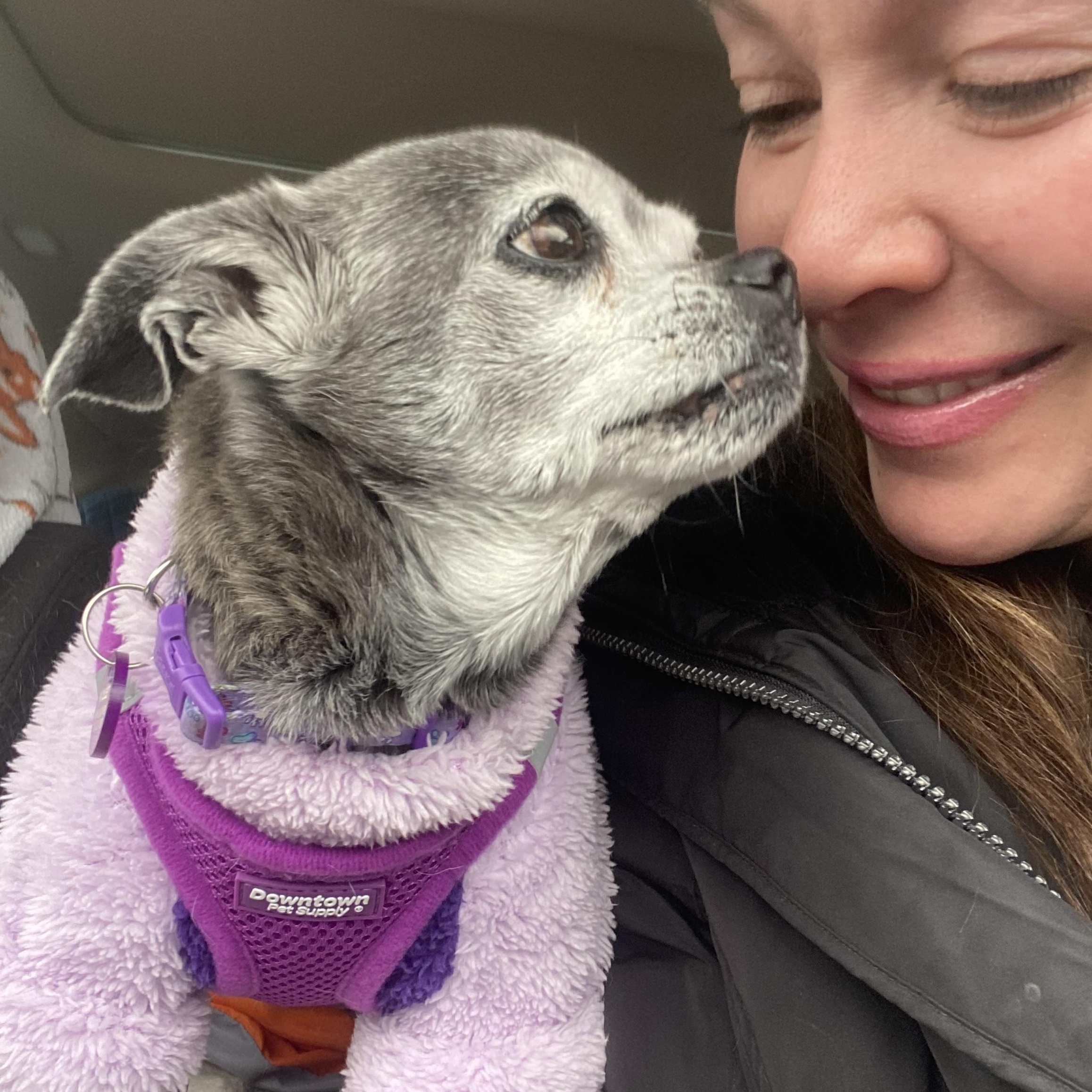 Violet, an adoptable Chihuahua, Pug in Edgewood, NM, 87015 | Photo Image 6