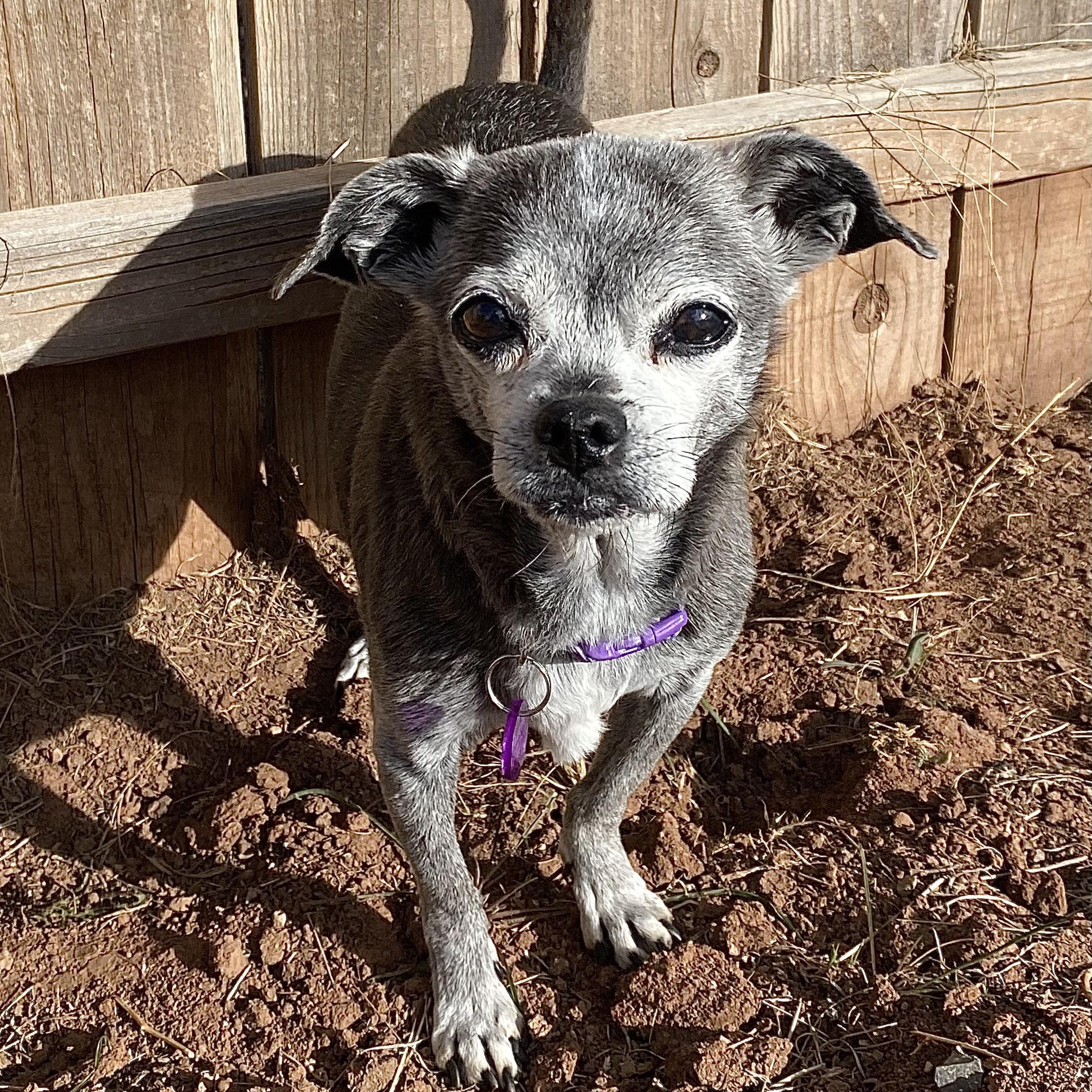 Violet, an adoptable Chihuahua, Pug in Edgewood, NM, 87015 | Photo Image 4