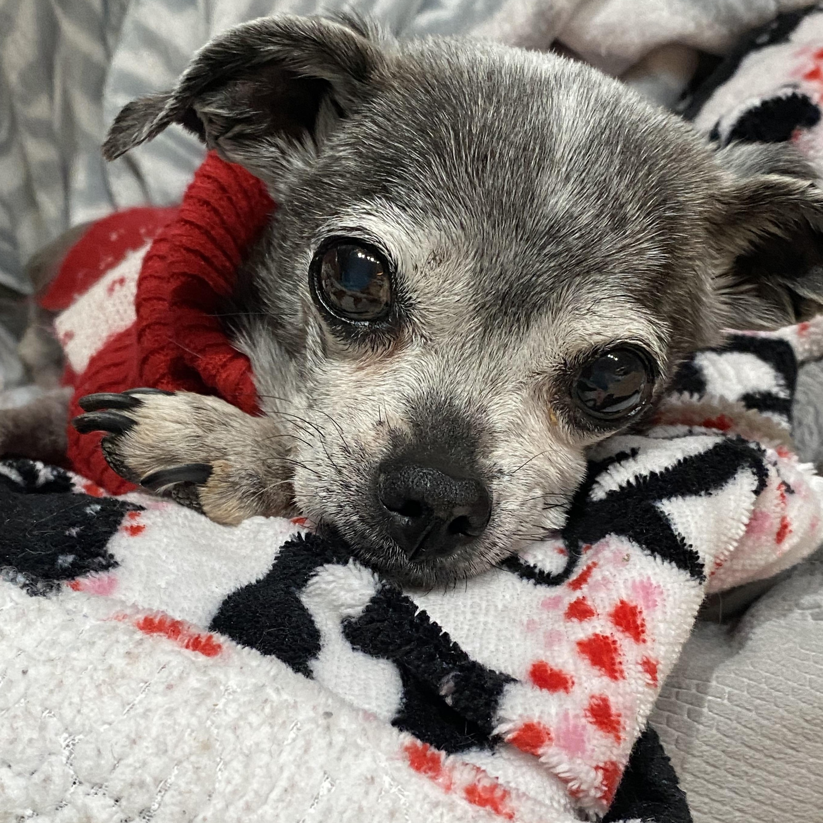 Violet, an adoptable Chihuahua, Pug in Edgewood, NM, 87015 | Photo Image 3