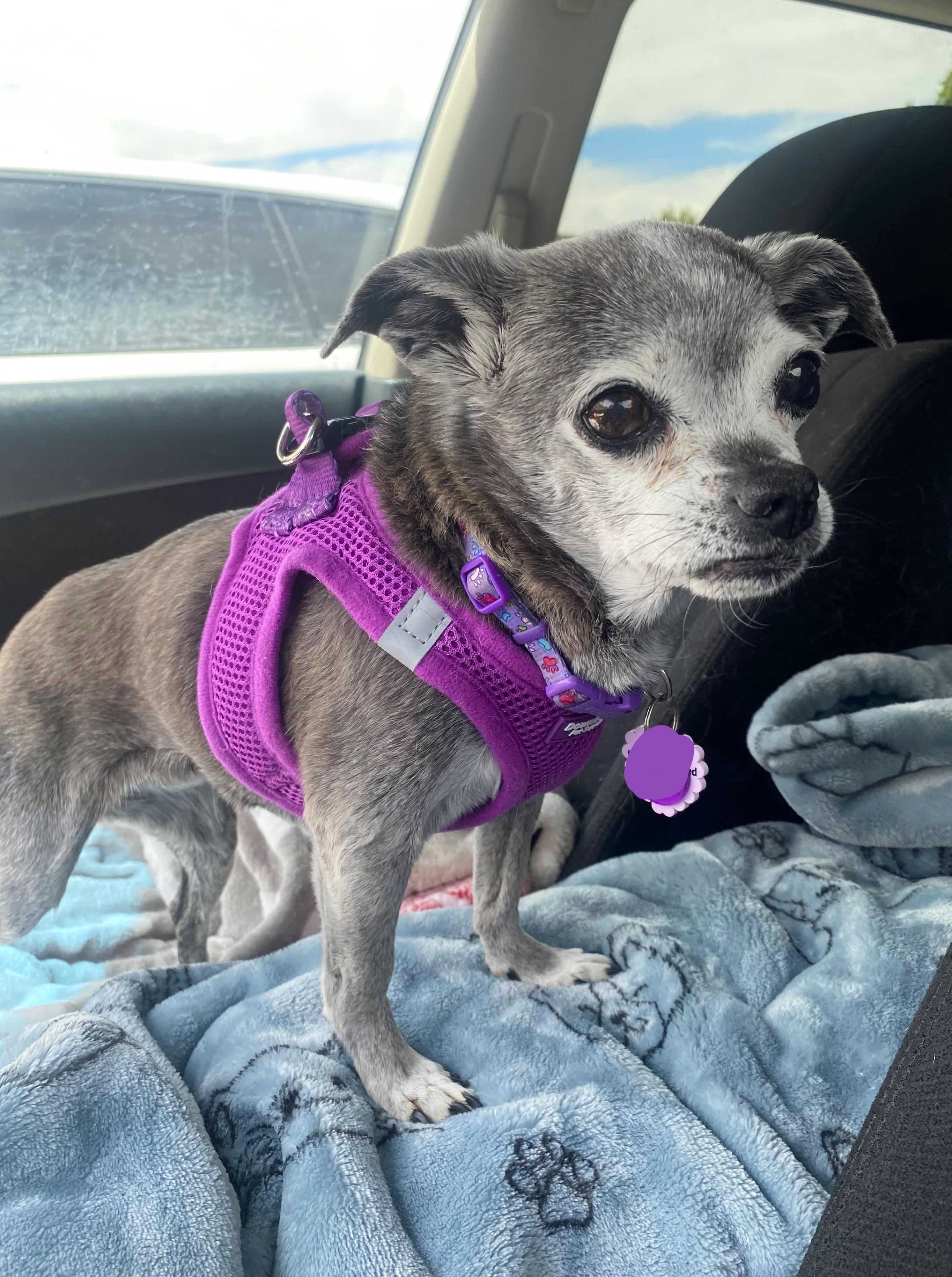Violet, an adoptable Chihuahua, Pug in Edgewood, NM, 87015 | Photo Image 2