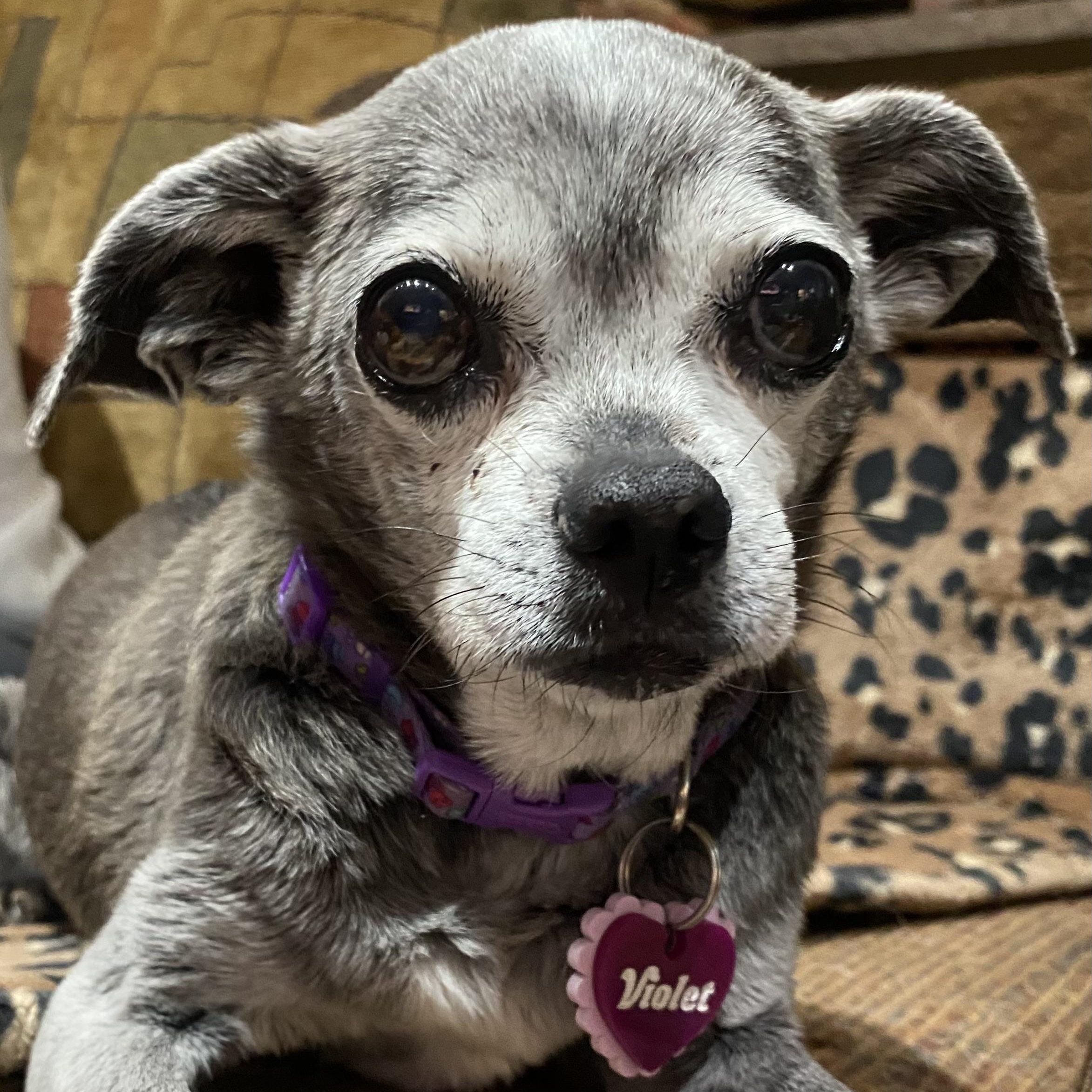 Violet, an adoptable Chihuahua, Pug in Edgewood, NM, 87015 | Photo Image 1