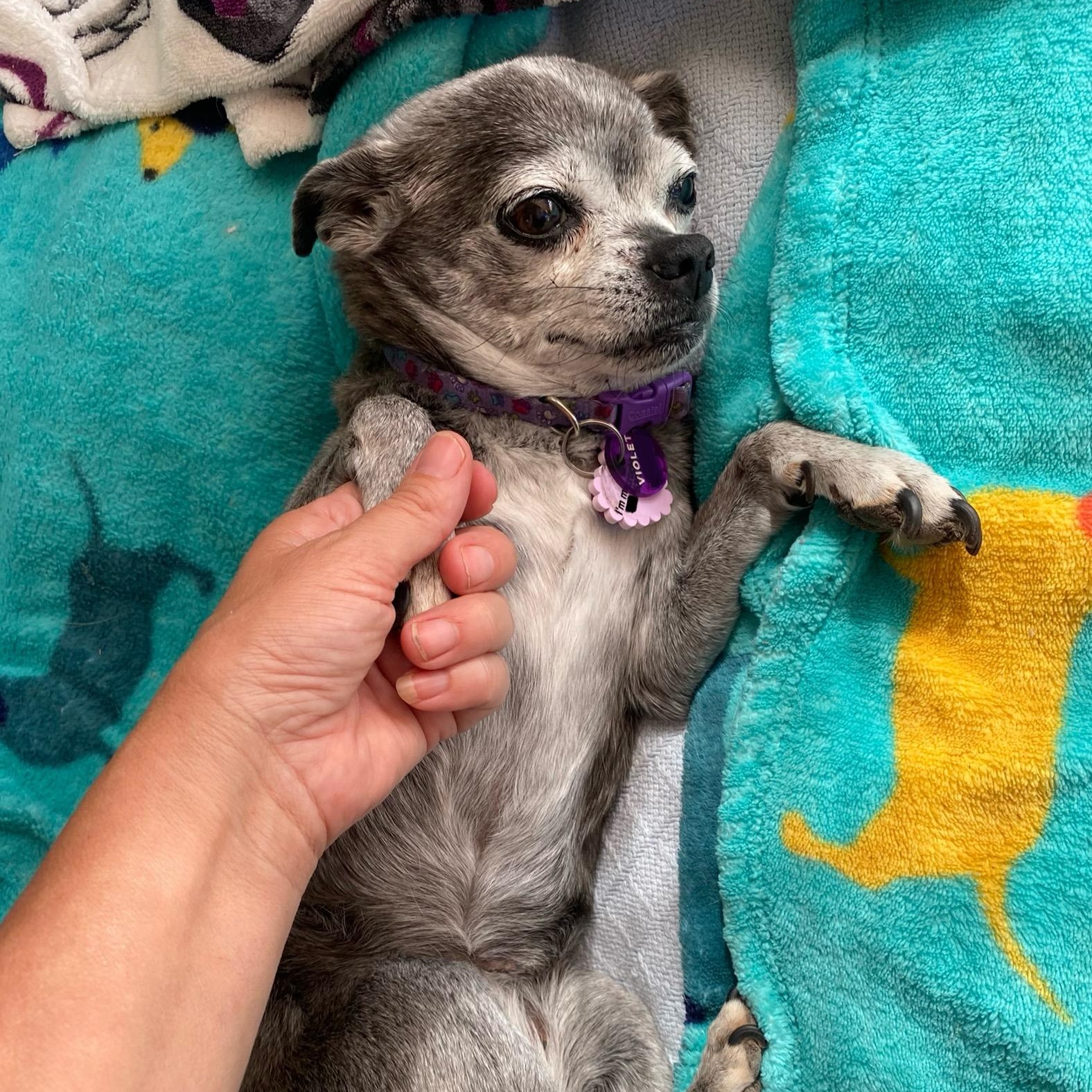 Violet, an adoptable Chihuahua, Pug in Edgewood, NM, 87015 | Photo Image 5