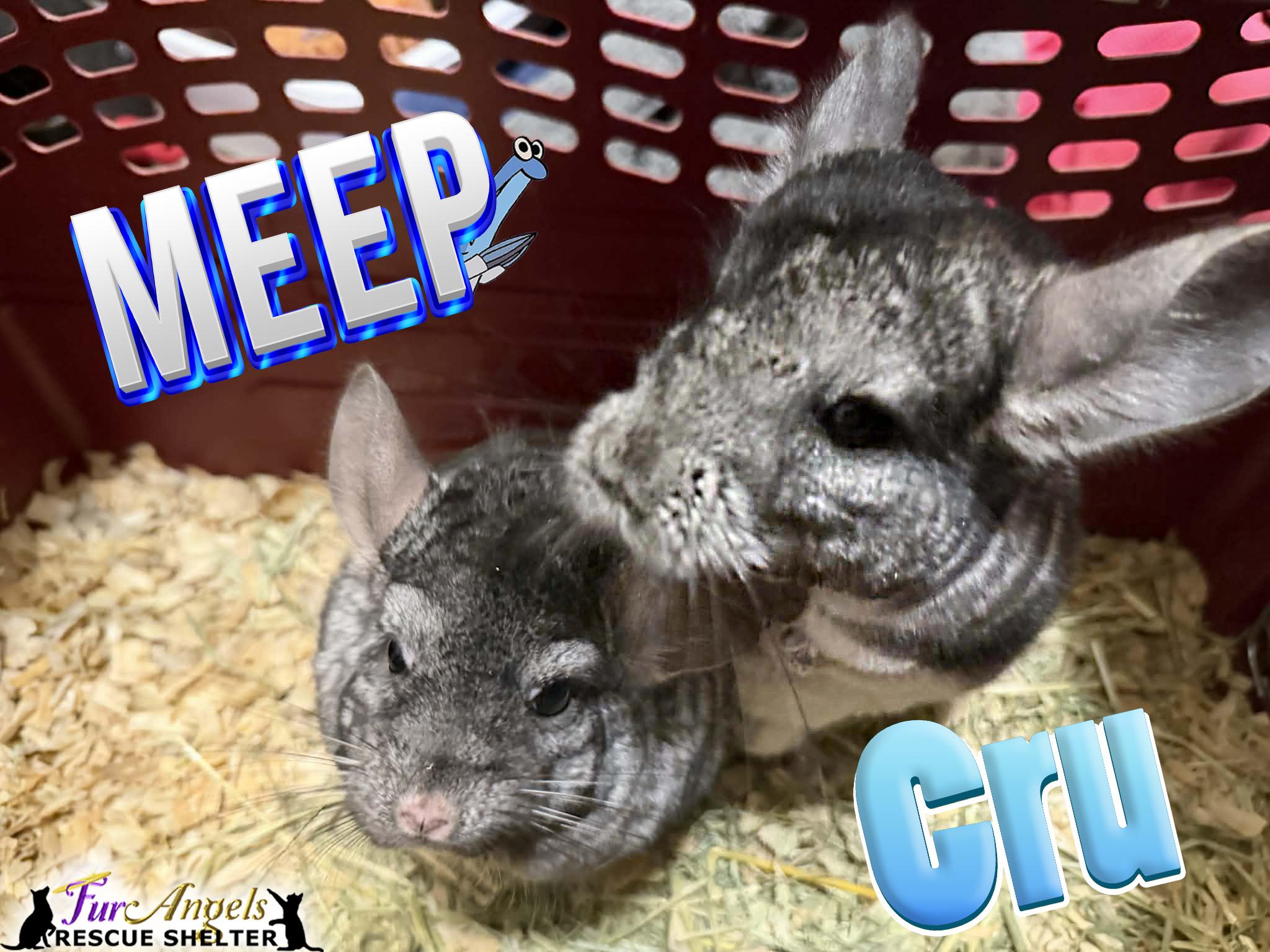 Cru & Meep, Adoptable, Adult Male Chinchilla.
