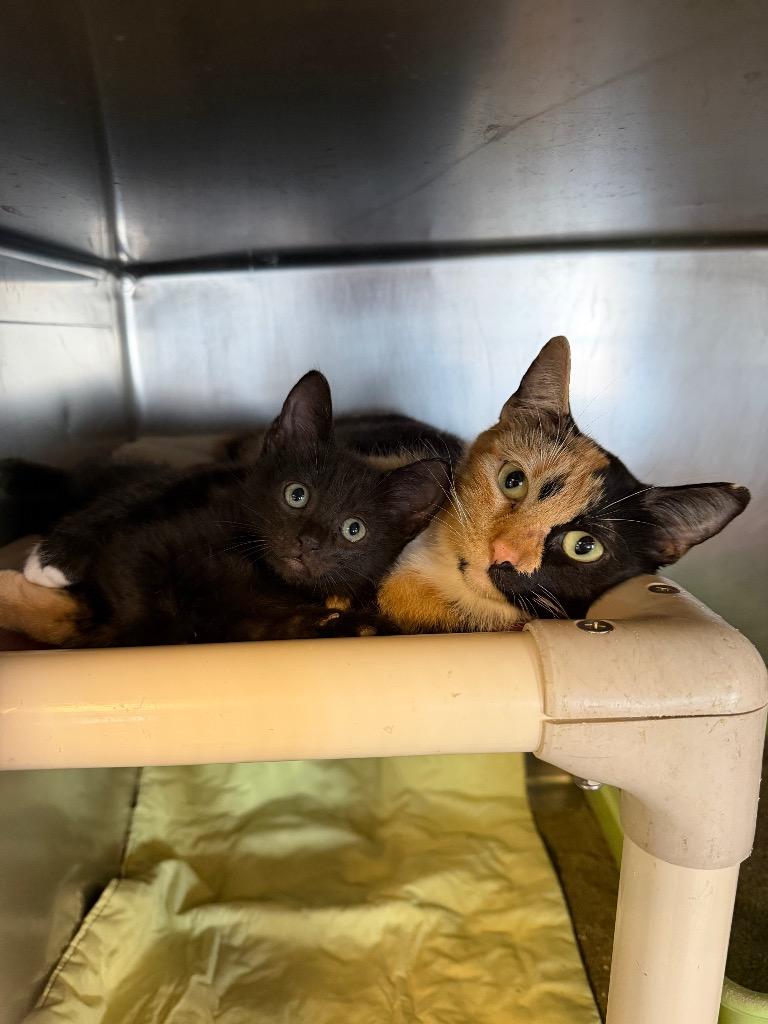 Palm, Adoptable, Kitten Female Domestic Short Hair.