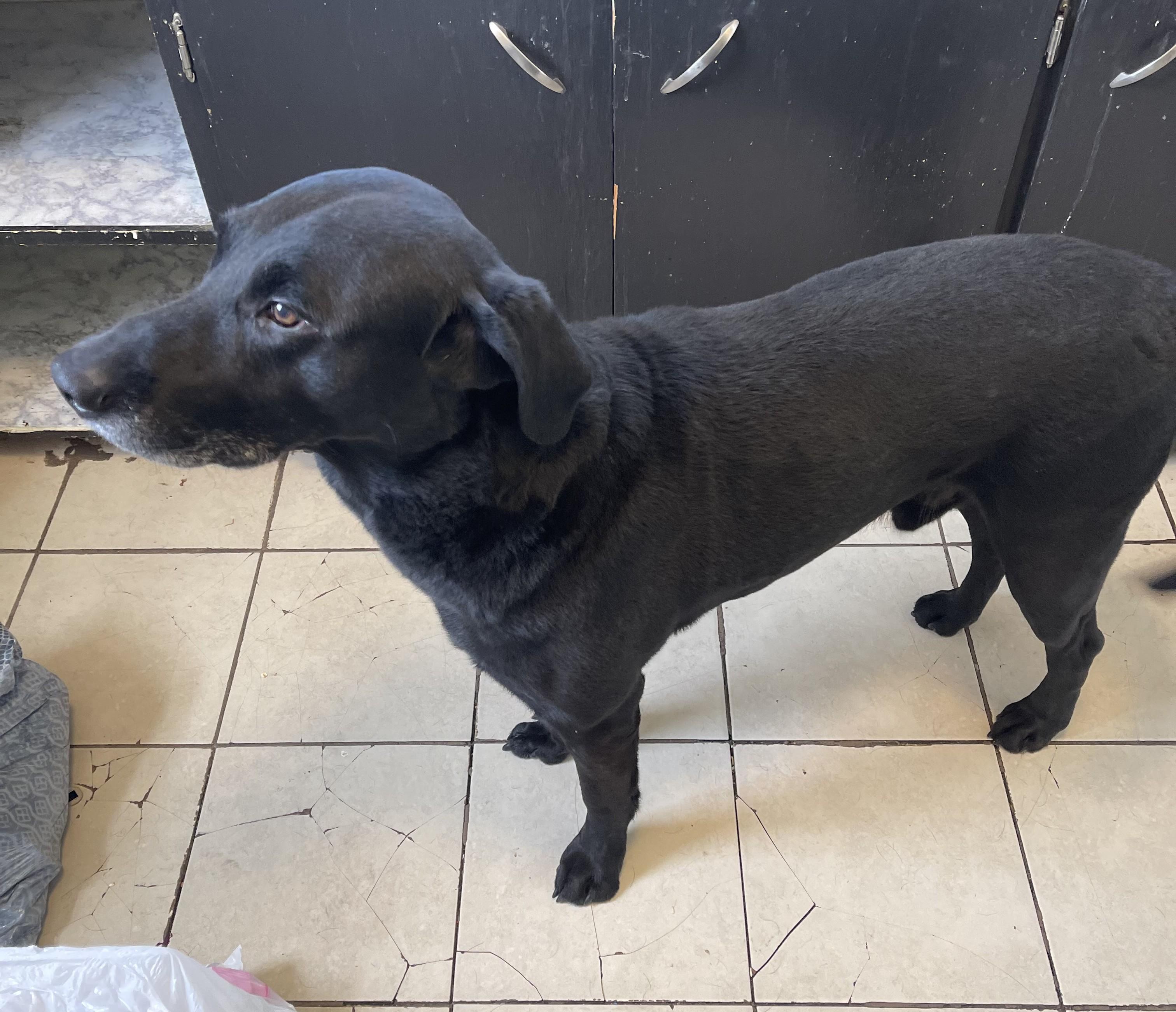 Enlarge Jax, a Adopted Labrador Retriever in Greeley, CO image 2/3