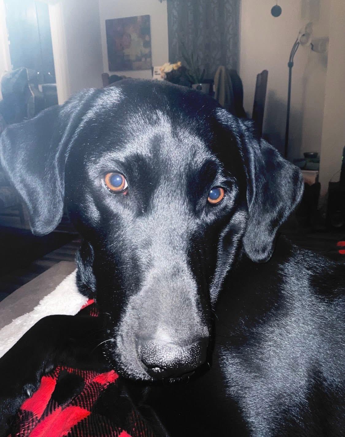 Jax, Adopted, Adult Male Labrador Retriever.