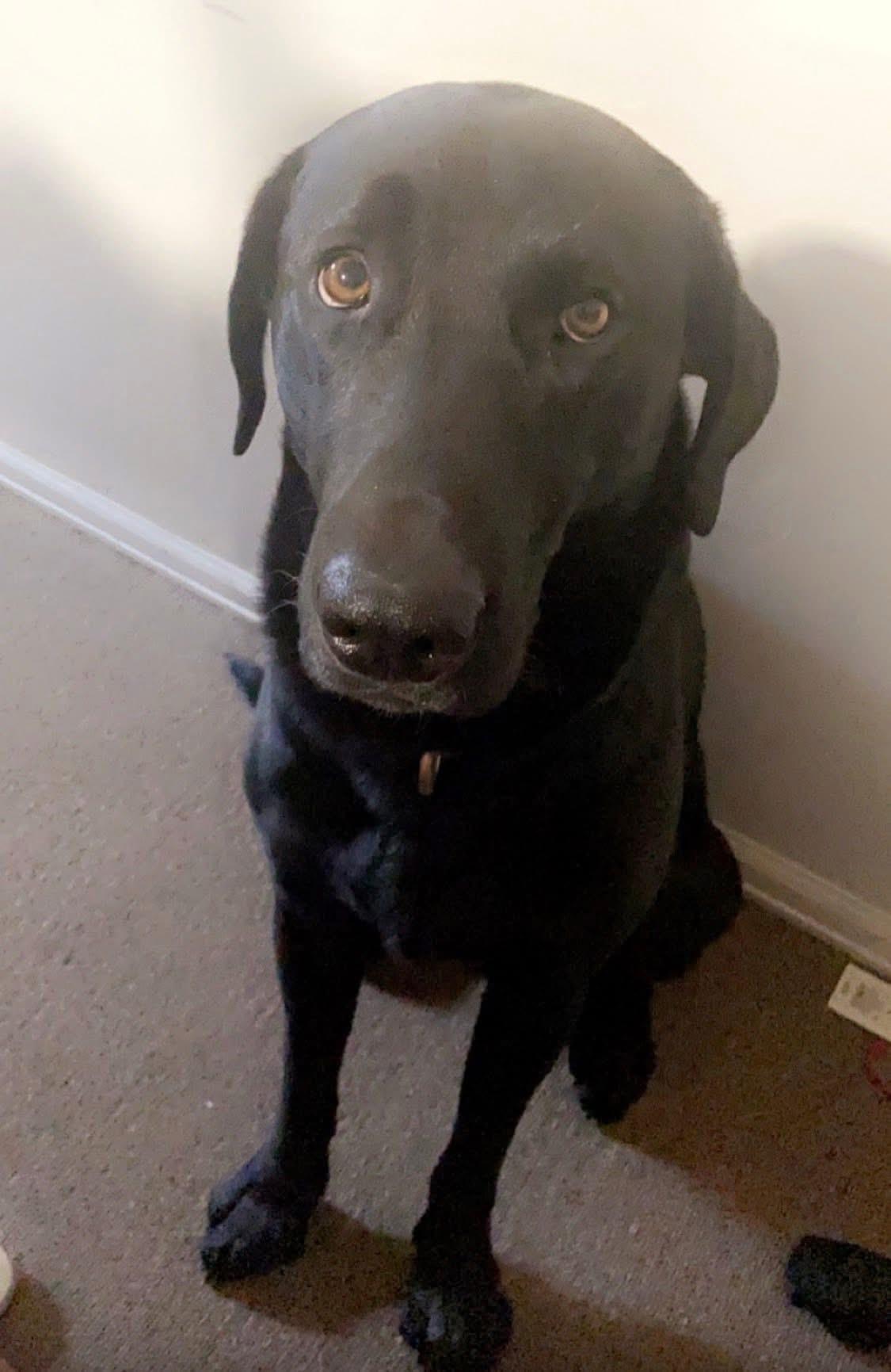 Enlarge Jax, a Adopted Labrador Retriever in Greeley, CO image 3/3