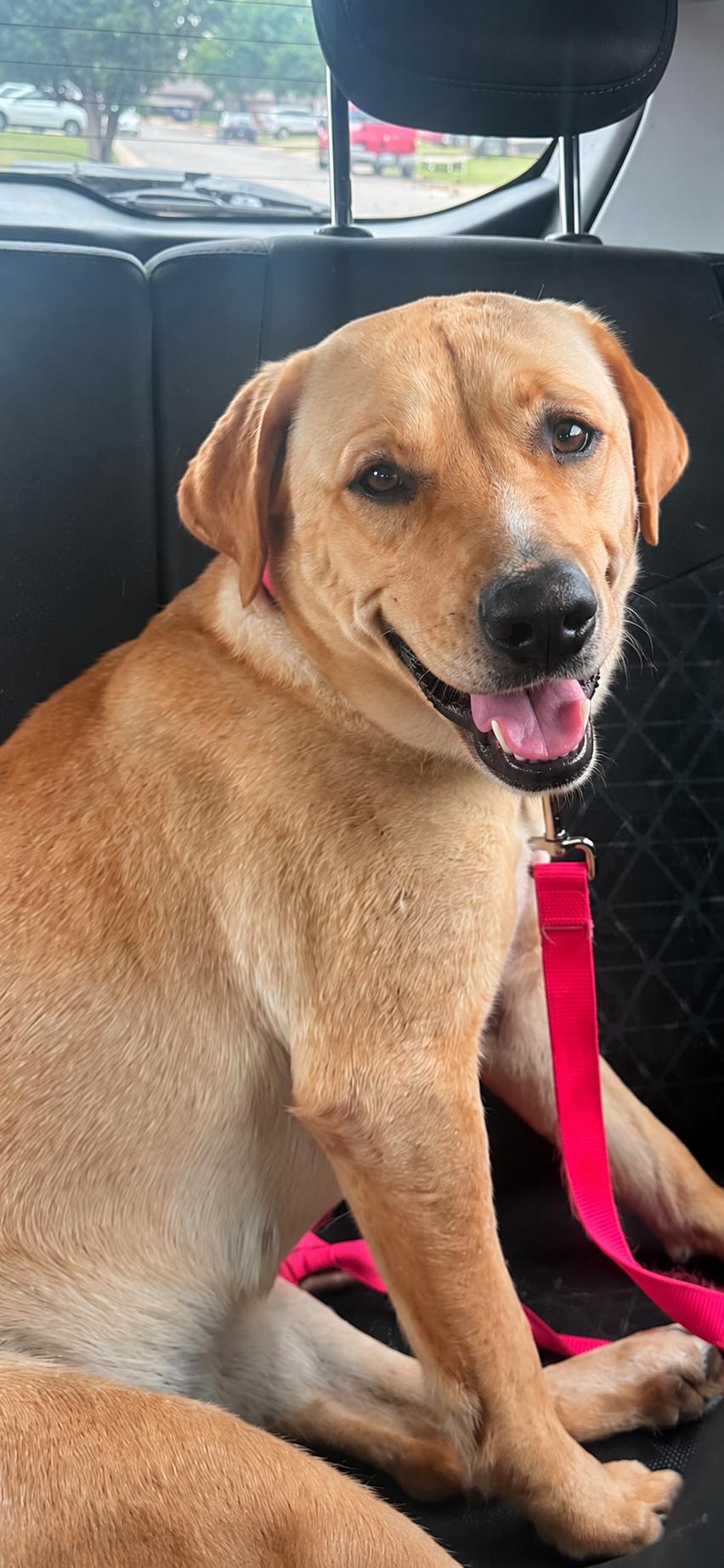 Tina Turner, ADOPTABLE, Adult Female Yellow Labrador Retriever.