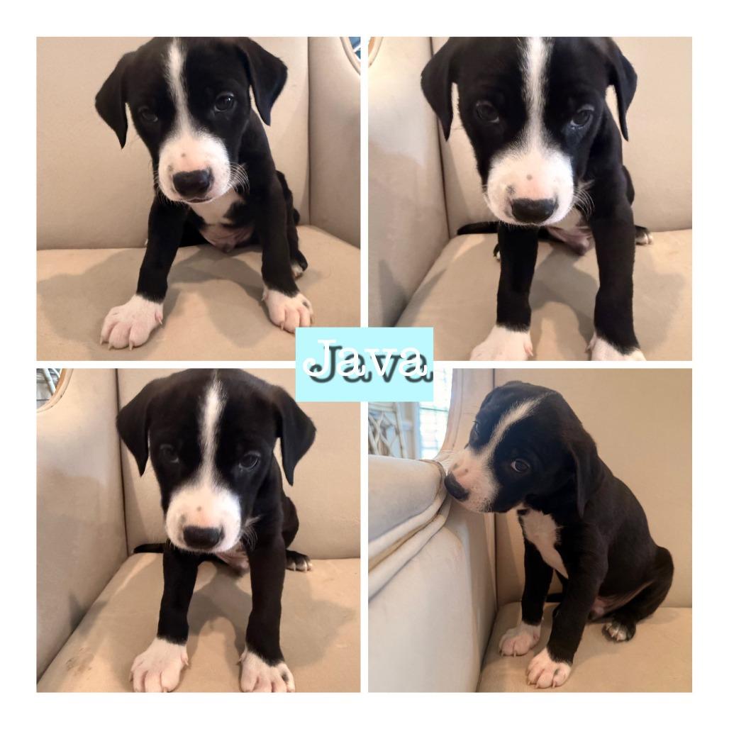 Java, Adoptable, Puppy Male Mixed Breed.
