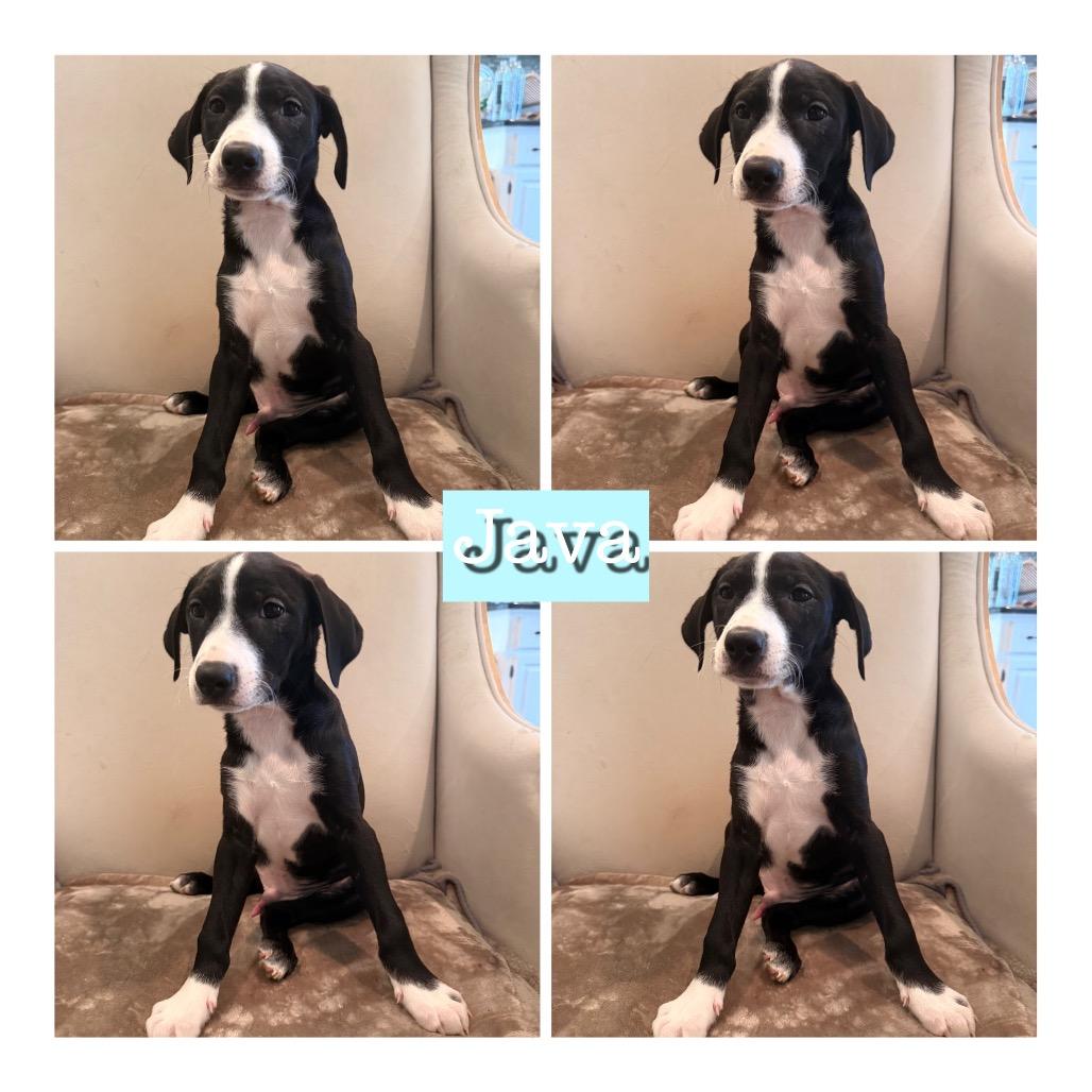 Enlarge Java, a Adoptable Mixed Breed in Opelika, AL image 2/4