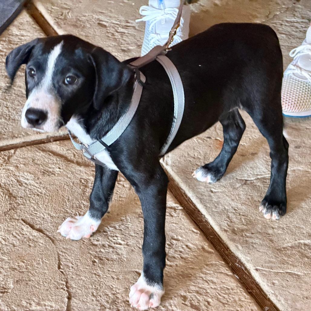 Enlarge Java, a Adoptable Mixed Breed in Opelika, AL image 3/4