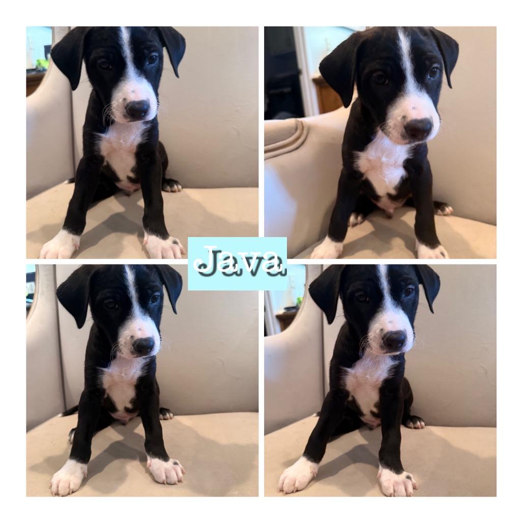 Enlarge Java, a Adoptable Mixed Breed in Opelika, AL image 4/4