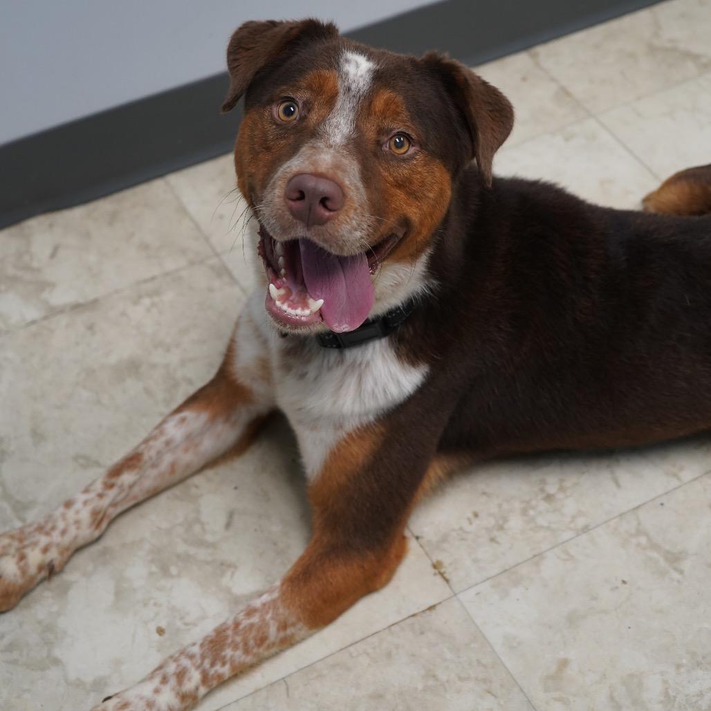 Toucan, Adoptable, Adult Male Australian Shepherd & Mixed Breed.