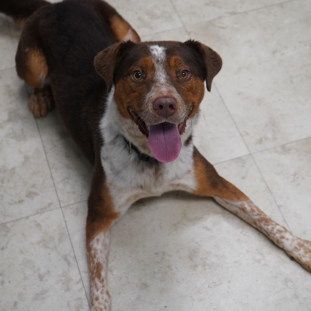 Enlarge Toucan, a Adoptable mixed breed in Tuscaloosa, AL image 2/3