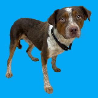 Enlarge Toucan, a Adoptable mixed breed in Tuscaloosa, AL image 3/3