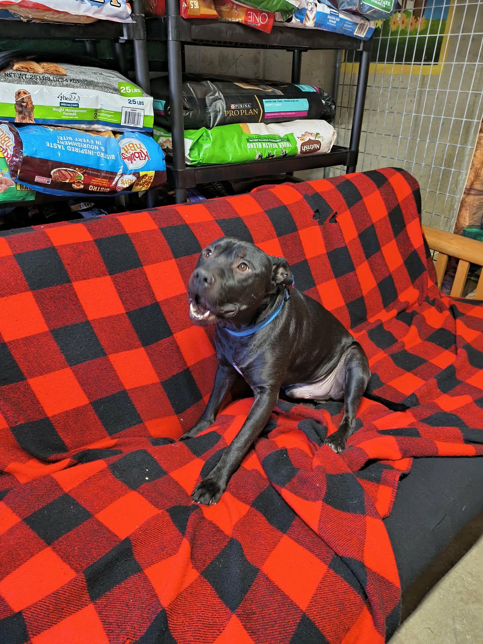 Enlarge Stetson, a Adoptable Staffordshire Bull Terrier in Stover, MO image 1/3