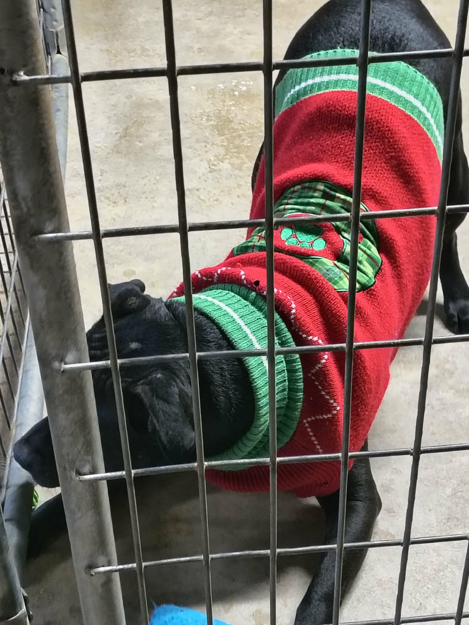 Enlarge Stetson, a Adoptable Staffordshire Bull Terrier in Stover, MO image 2/3