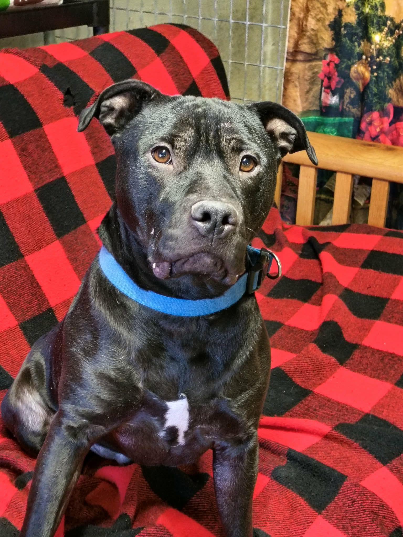 Enlarge Stetson, a Adoptable Staffordshire Bull Terrier in Stover, MO image 3/3
