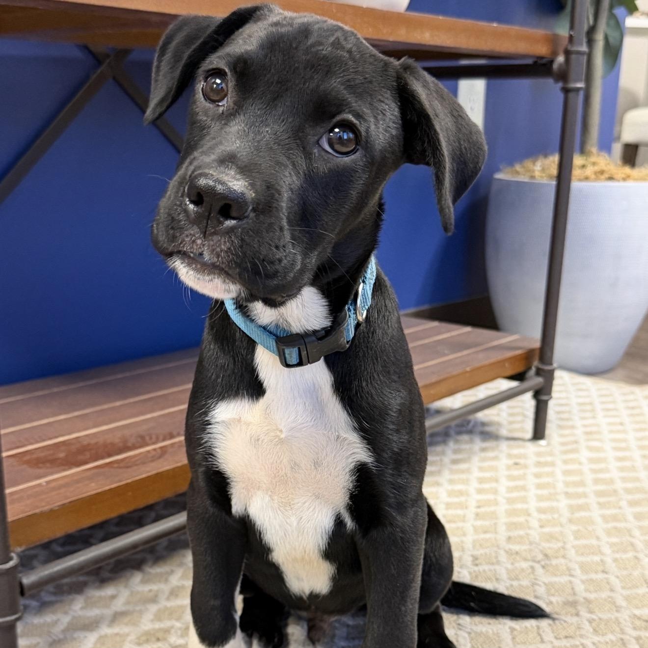 RYDER, Adoptable, Puppy Male Black Labrador Retriever & Boxer.