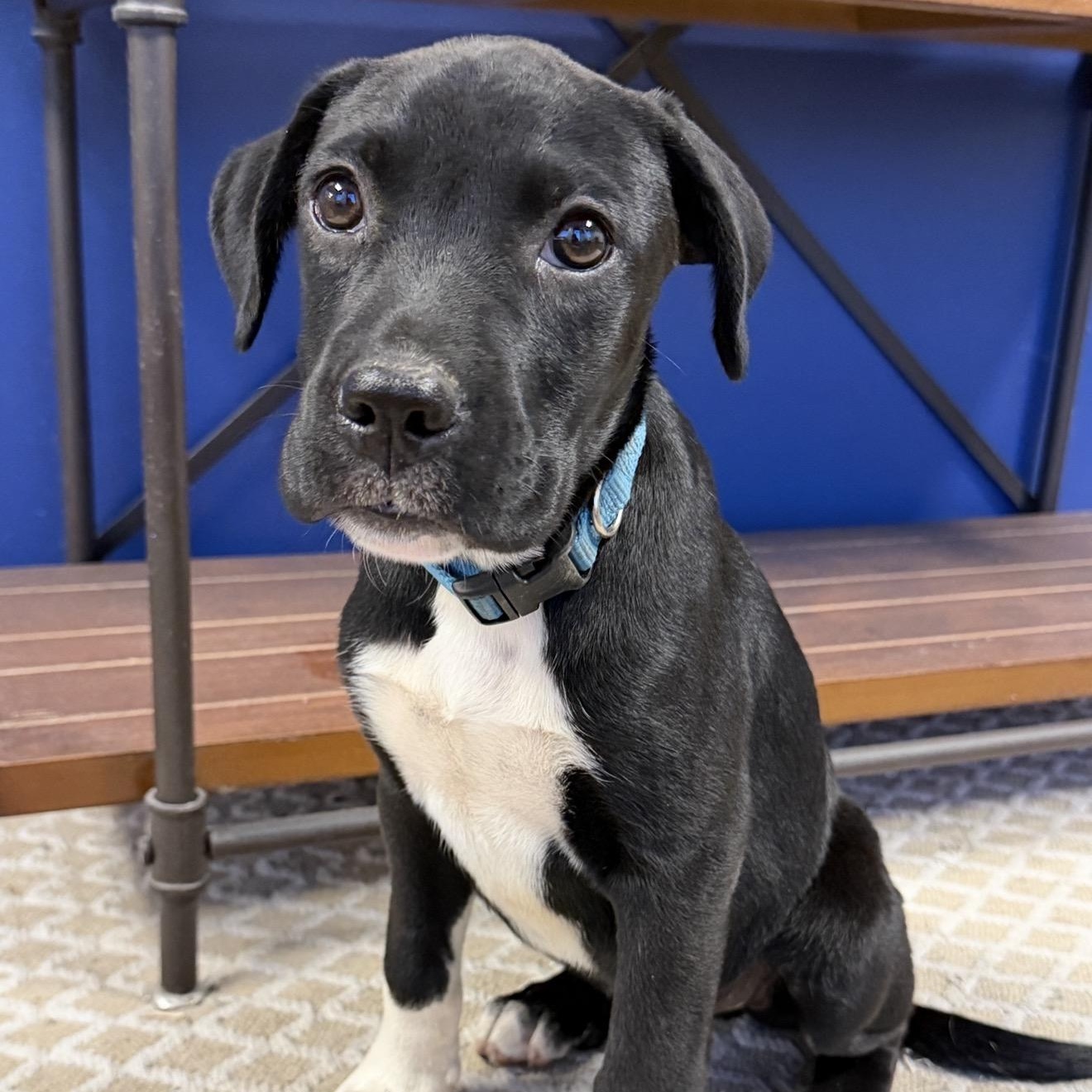 Enlarge RYDER, a Adoptable mixed breed in Sewaren, NJ image 2/4