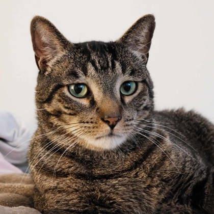 Boss, Adoptable, Adult Male Domestic Short Hair.