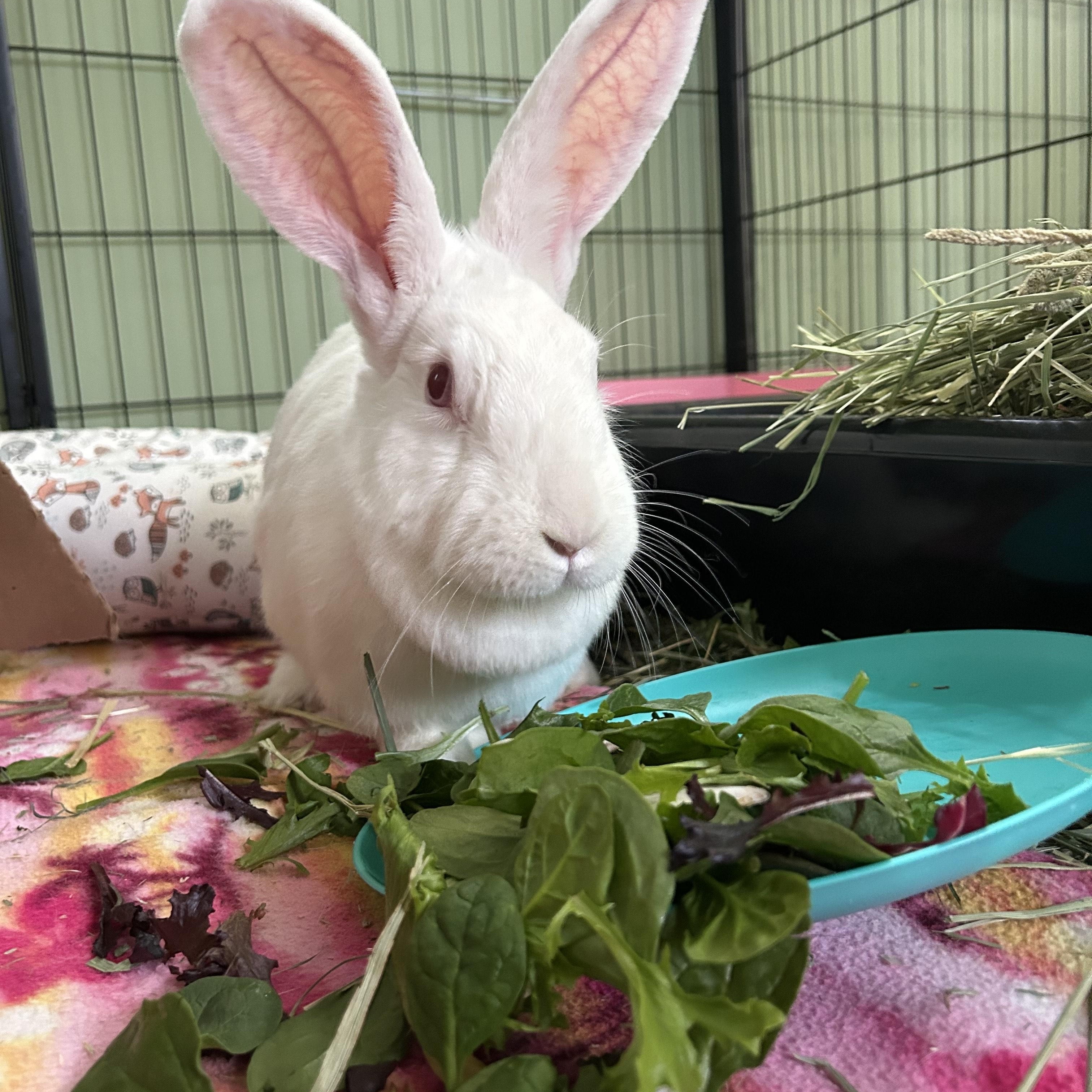 Chickadee, ADOPTABLE, Adult Female New Zealand.