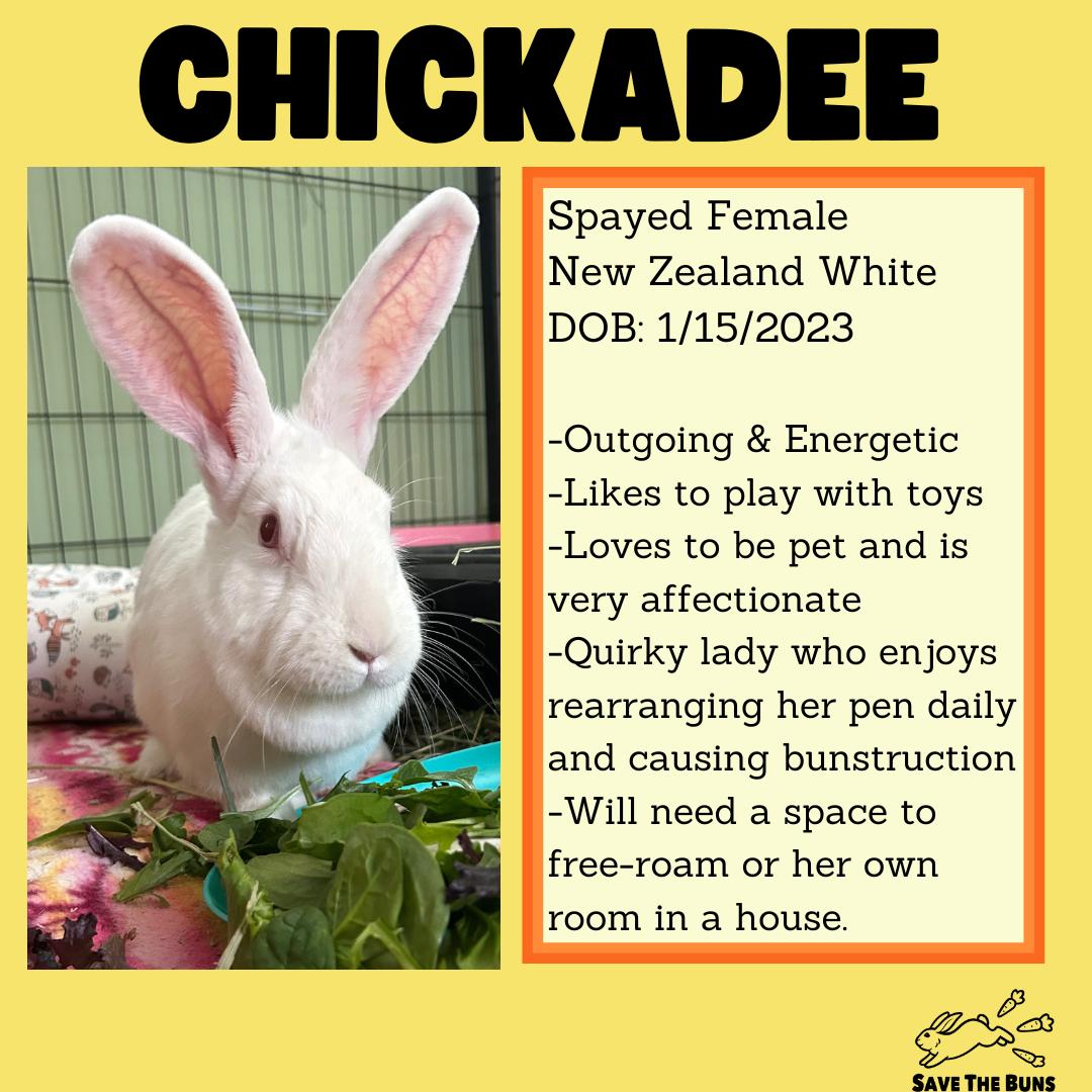 Enlarge Chickadee, a ADOPTABLE New Zealand in Stafford Springs, CT image 2/2