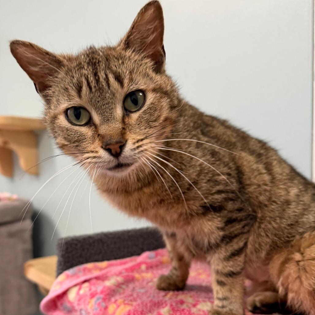 Samantha, Adoptable, Senior Female Domestic Short Hair.