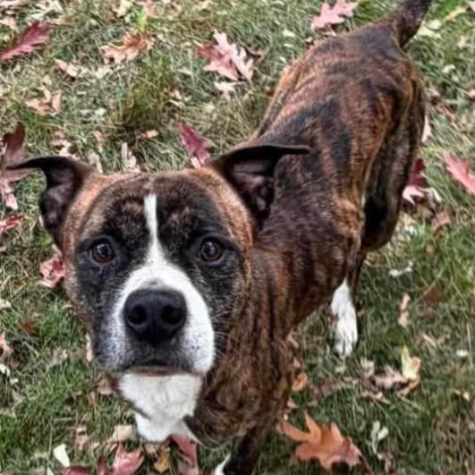 Enlarge Loki, a Adoptable mixed breed in Fenton, MI image 1/2