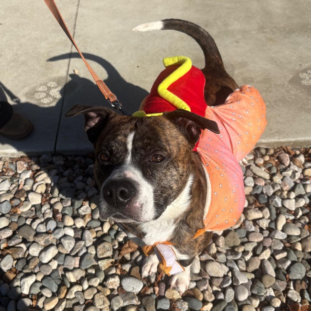 Enlarge Loki, a Adoptable mixed breed in Fenton, MI image 2/2