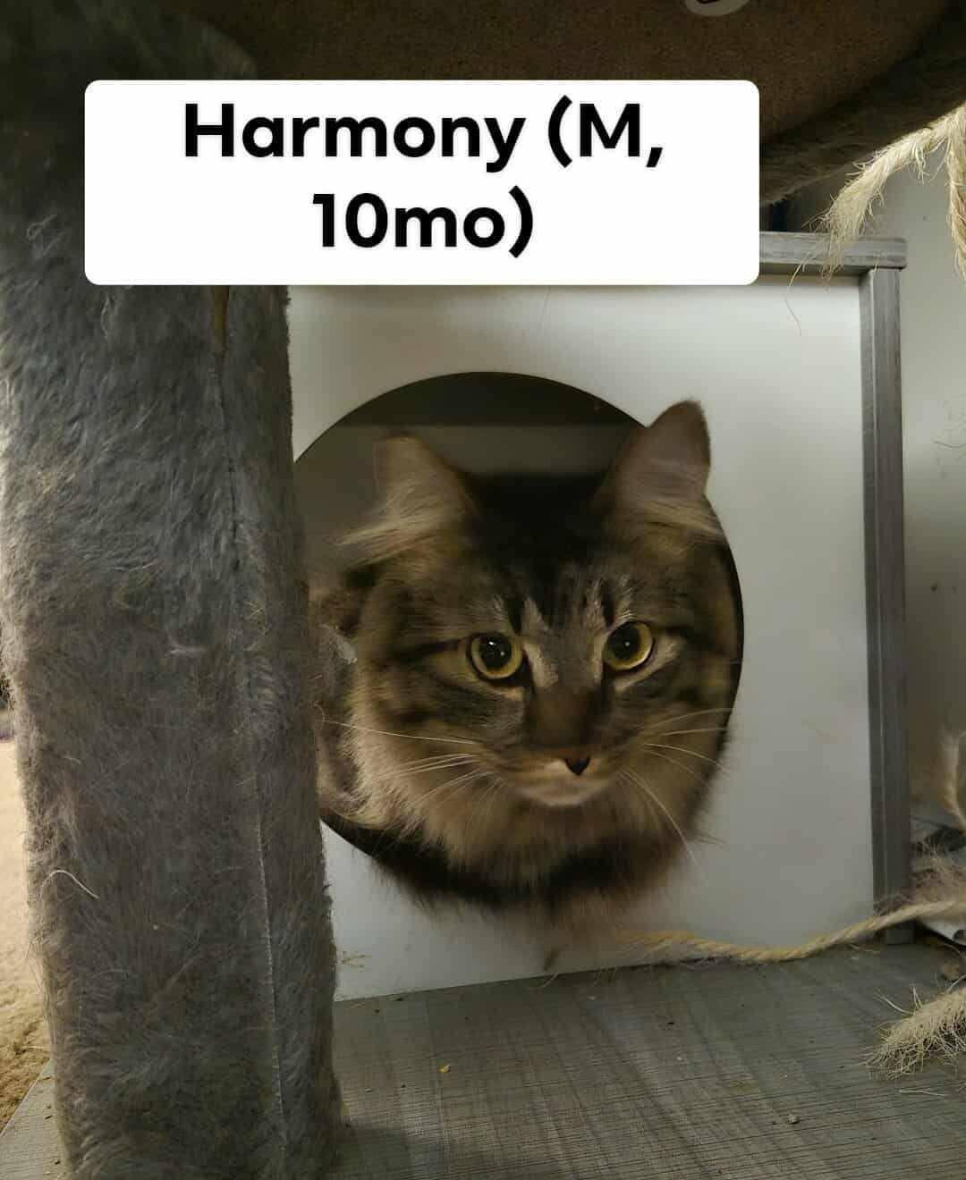 Enlarge Harmony, a Adoptable Domestic Long Hair in Clymer, PA image 1/1