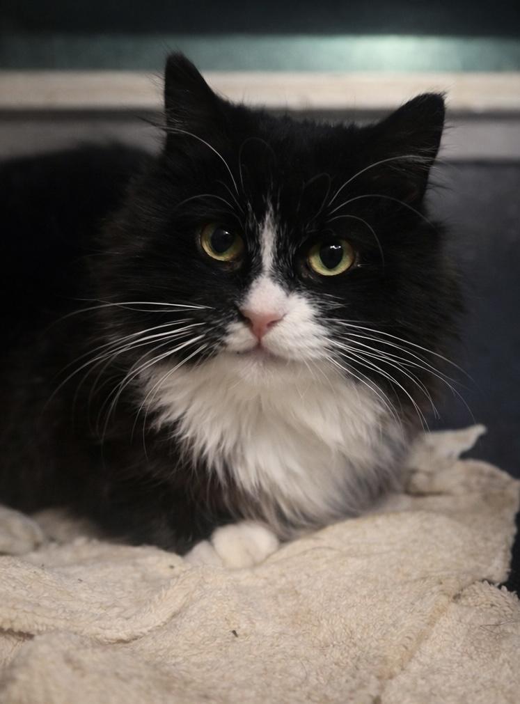 Enlarge Reese, a Adoptable Domestic Long Hair in Rio Linda, CA image 1/3