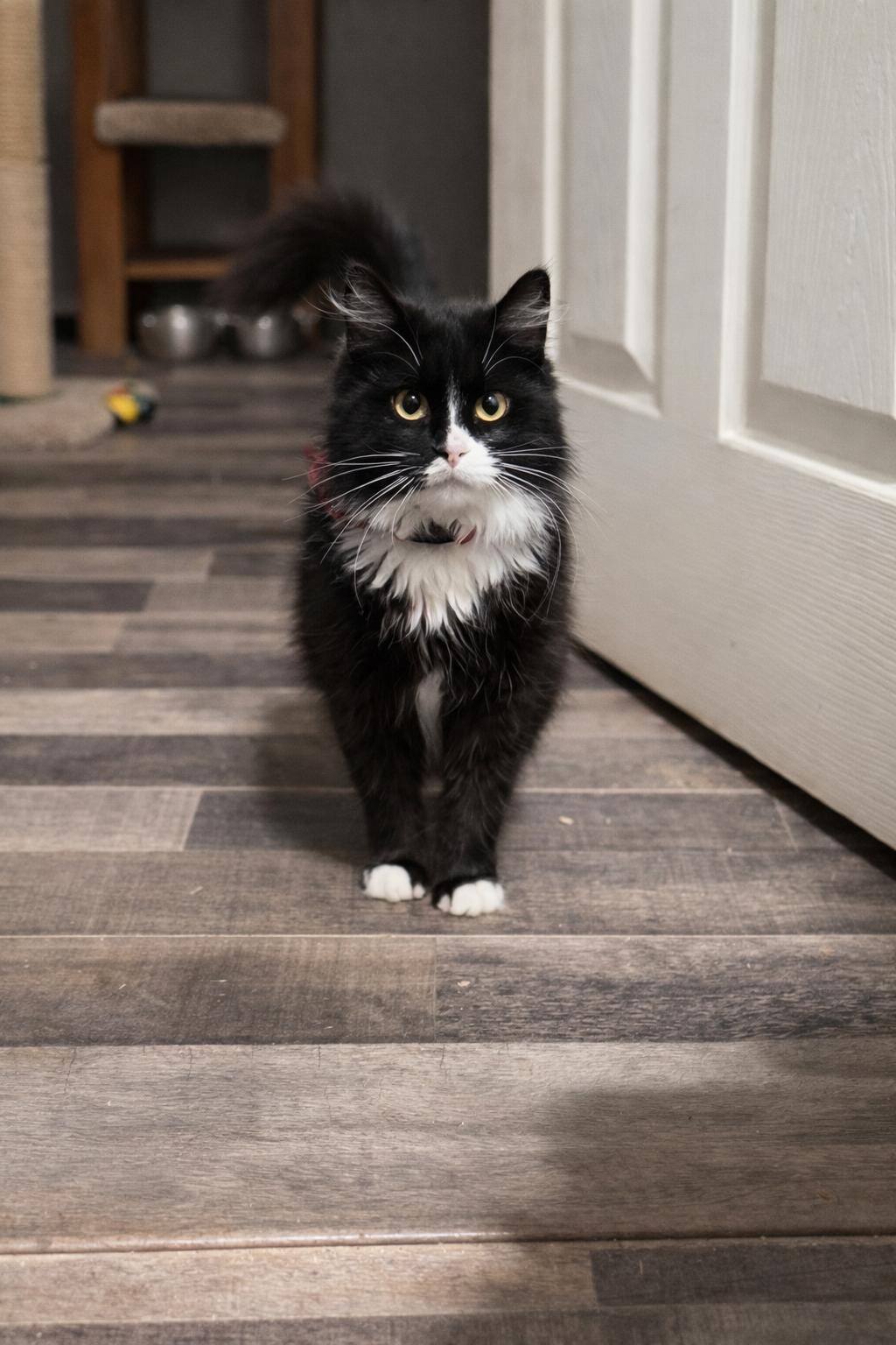 Enlarge Reese, a Adoptable Domestic Long Hair in Rio Linda, CA image 2/3