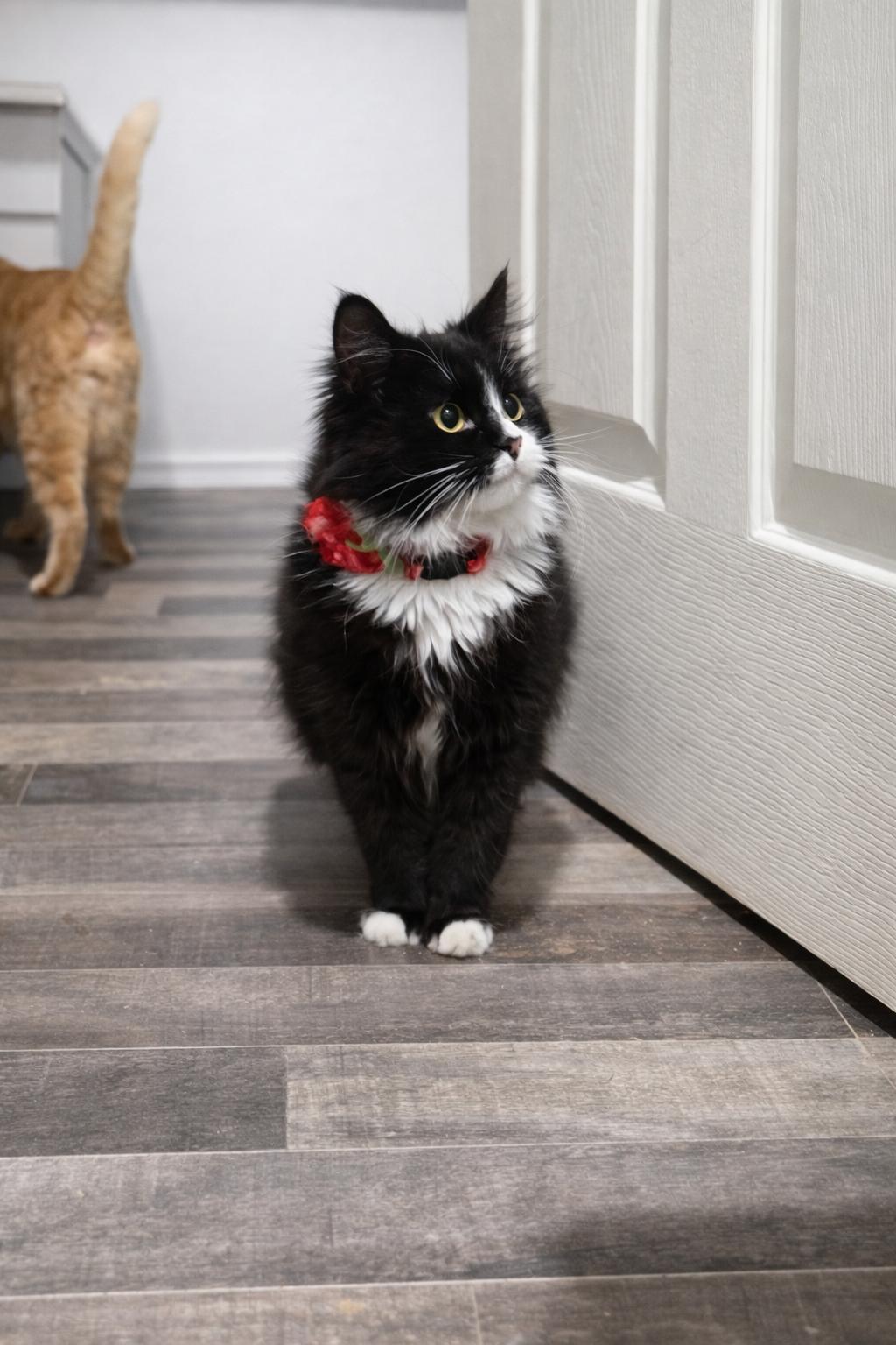 Enlarge Reese, a Adoptable Domestic Long Hair in Rio Linda, CA image 3/3