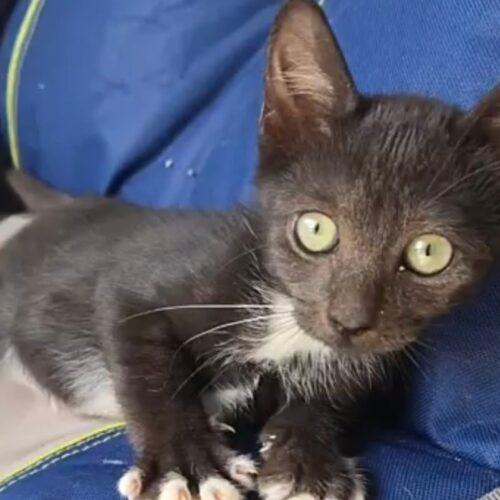 Sylvia J, Adopted, Kitten Female Domestic Short Hair.