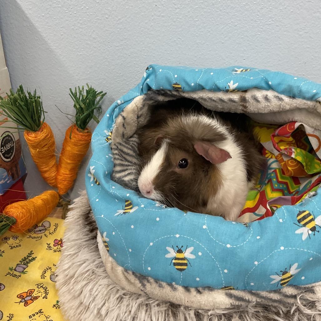 Teddy, Adoptable, Young Male Guinea Pig.