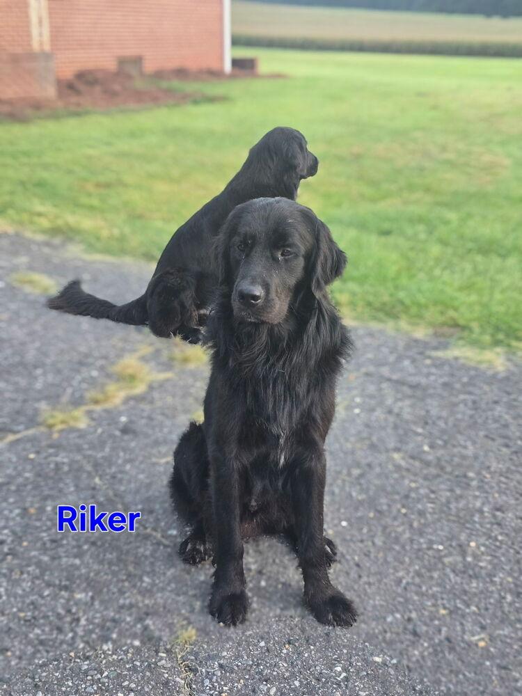 Riker, Adoptable, Young Male Flat-Coated Retriever.