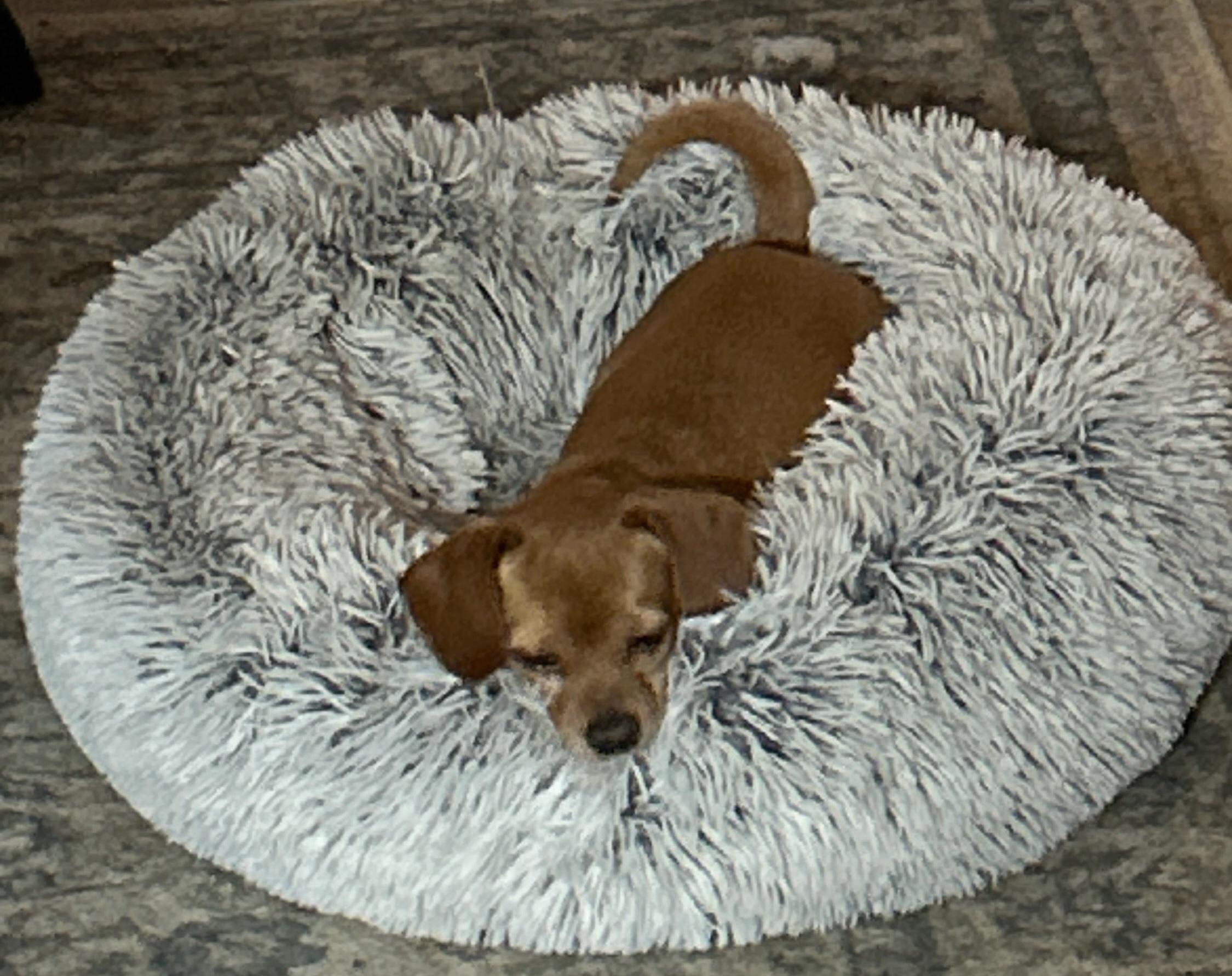 Enlarge Peach, an adopted mixed breed in Goldendale, WA image 5/5